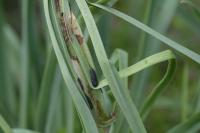 Clepsis unicolorana