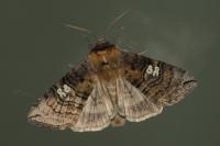 Tethea ocularis