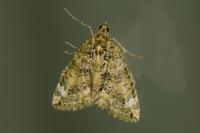 Chloroclysta siterata
