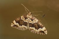 Lampropteryx suffumata