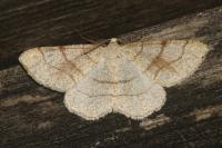 Adactylotis contaminaria