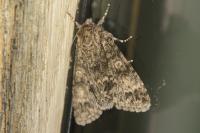 Acronicta megacephala