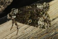 Craniophora ligustri