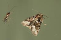 Oligia strigilis/versicolor
