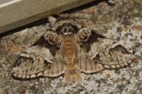 Drymonia dodonaea