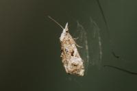 Phtheochroa rugosana