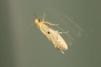 Tinea trinotella