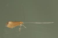 Nematopogon adansoniella