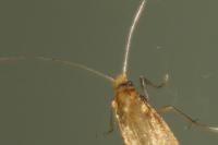 Nematopogon adansoniella