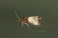 Notocelia cynosbatella