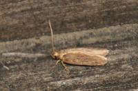 Depressaria