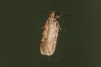 Depressaria