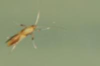 Caloptilia