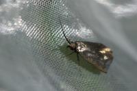 Adela reaumurella