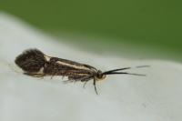 Esperia sulphurella