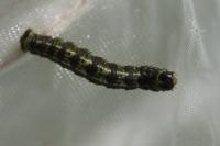 Agriopis leucophaearia