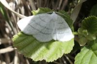 Cabera pusaria