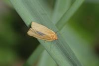 Clepsis unicolorana