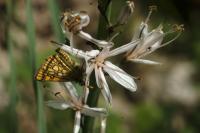 Carterocephalus palaemon