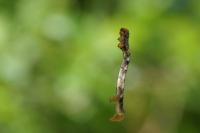 Erannis defoliaria
