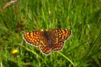 Melitaea cinxia