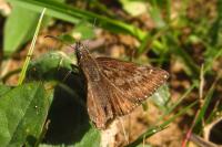 Erynnis tages
