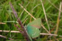 Callophrys rubi