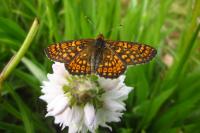 Euphydryas aurinia