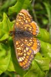 Euphydryas aurinia