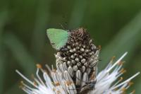 Callophrys rubi