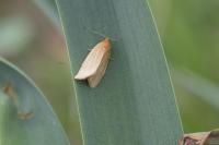 Clepsis unicolorana