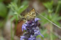 Carterocephalus palaemon