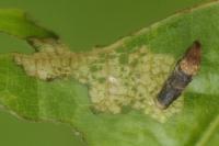 Coleophora ibipennella