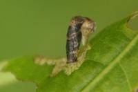 Coleophora ibipennella