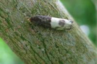 Notocelia cynosbatella