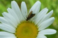 Cauchas rufimitrella
