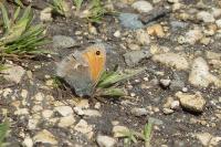 Coenonympha pamphilus