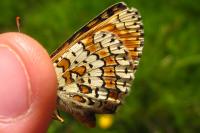 Melitaea cinxia