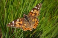 Vanessa cardui