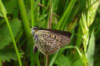 Lycaena tityrus