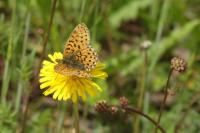 Boloria euphrosyne
