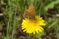 Boloria euphrosyne
