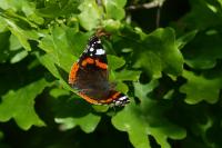 Vanessa atalanta