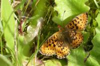 Boloria euphrosyne