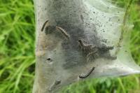 Eriogaster lanestris