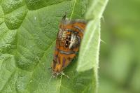 Olethreutes arcuella