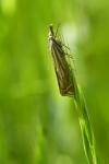 Crambus lathoniellus