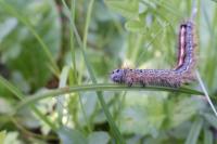 Malacosoma neustria
