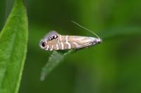 Glyphipterix thrasonella