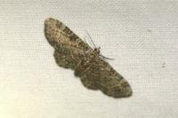 Pasiphila chloerata
